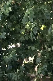 A Small Object between Pollet and Ponge, an Egg movie poster