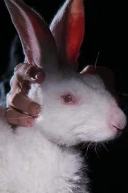Rabbit 314 movie poster