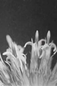 Poster do filme Like Lust