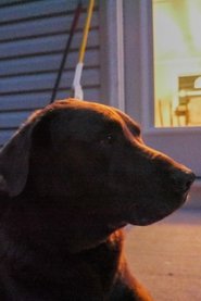 Romeo and Juliet parody movie poster