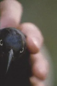 The Birdpeople movie poster