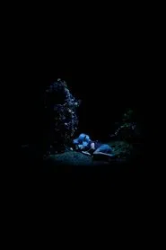 Blue Flowers movie poster