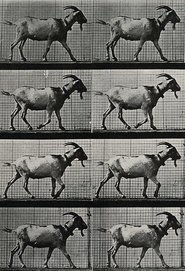 Goat Walking movie poster