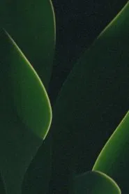 understory movie poster