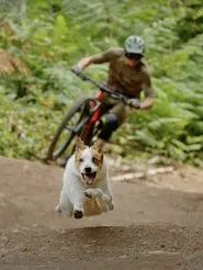 A Dog's Tale movie poster