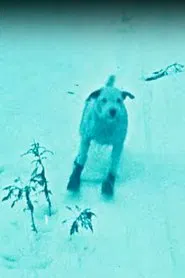 Poster do filme A Winter's Tale