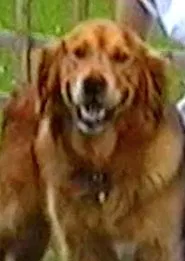 Puffin & Holly movie poster