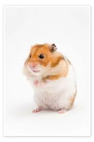 Poster do filme The Intervention