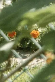 Lines to color within movie poster