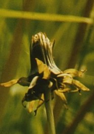 Poster do filme Envio 2