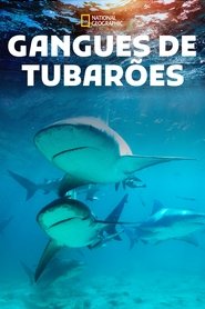 Poster do filme Gangues de Tubarões