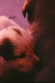 Poster do filme Pup Birth