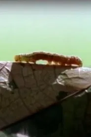 Poster do filme Sound of Steps