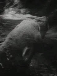 Eisbär movie poster