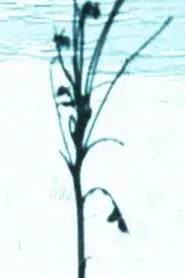 Scene H movie poster