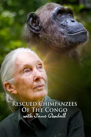 Poster da série Rescued Chimpanzees of the Congo with Jane Goodall