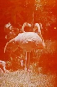 Sleeping Flamingo movie poster