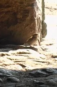 Greenwell Barn movie poster