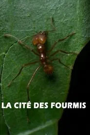 La cité des fourmis movie poster