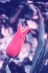 Spring Thing movie poster