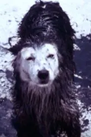 Poster do filme Harry the Dirty Dog