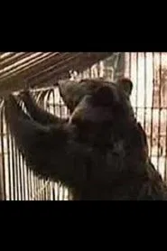 Why Does Kolkhoz Need Bears? movie poster