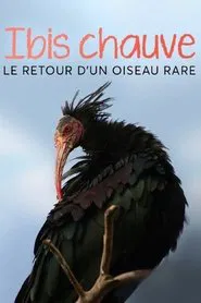 Poster do filme Der Waldrapp: Zugvogel im Aufwind