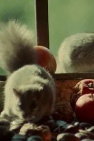 Dormouse movie poster