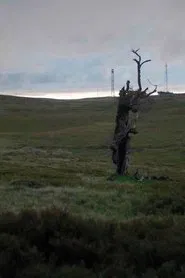 Wood for the Trees movie poster