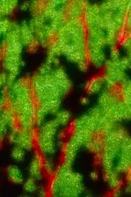 Poster do filme Film Tattoo