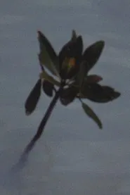 Mangrove Ring movie poster