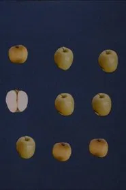 Ñam movie poster