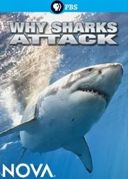 Why Sharks Attack movie poster