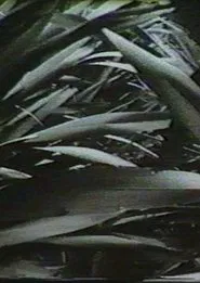 Poster do filme Sensation '77: Mimicry