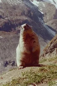 Marmot movie poster