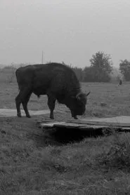 Where Is This Big Forest? movie poster