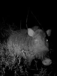 Camera Trap movie poster