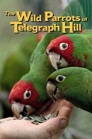 The Wild Parrots of Telegraph Hill movie poster