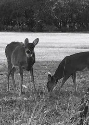 Poster do filme An Ode To No One