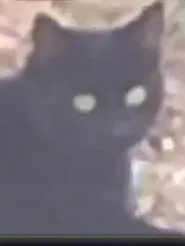 The Gaze movie poster