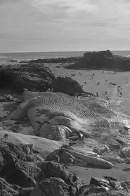 Back to Land movie poster