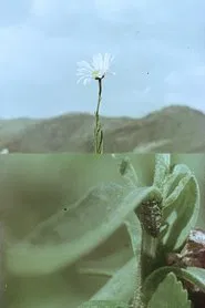 Florinda y el viento movie poster