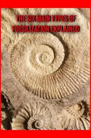 The Six Main Types of Fossilization Explained movie poster