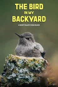 Poster do filme The Bird in My Backyard