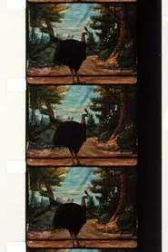 Cassowary movie poster