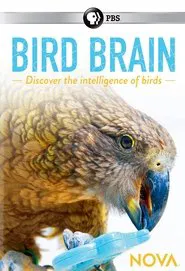 NOVA: Bird Brain movie poster