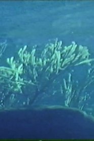 Poster do filme Canto Arquipélago