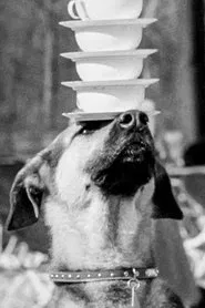 Doggie Chronicle movie poster