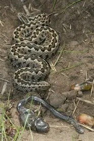 Vipera Life – A serpent’s life movie poster