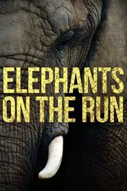 Poster do filme Elephants on the Run
